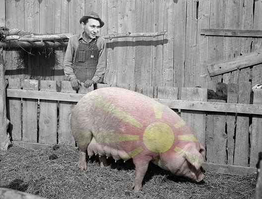 Песна на свињата